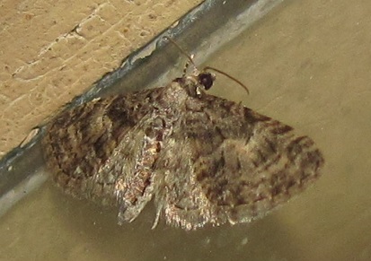 Falena da ID - Gymnoscelis rufifasciata